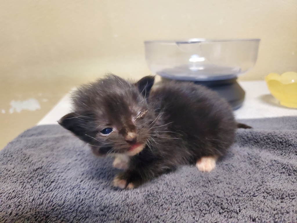 Shelter Stray Male Cat last seen Near Aceteno Avenue, Vista, CA, 92084, Oceanside, CA 92058, USA