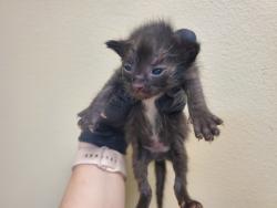 Shelter Stray Female Cat last seen Near Aceteno Avenue, Vista, CA, 92084, Oceanside, CA 92058, USA