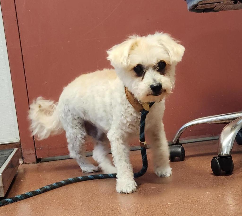 Shelter Stray Male Dog last seen Near Davis Street, SAN LEANDRO, CA, 94577, 8323 Baldwin St, Oakland, CA 94621, USA