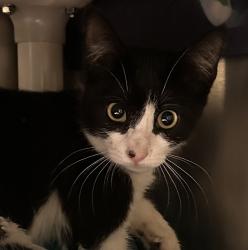 Shelter Stray Female Cat last seen Near Abbe Street, San Diego, CA, 92111, 5500 Gaines St, San Diego, CA 92110, USA