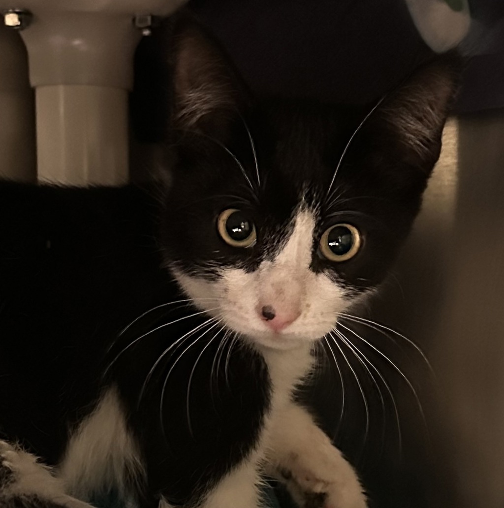 Shelter Stray Female Cat last seen Near Abbe Street, San Diego, CA, 92111, 5500 Gaines St, San Diego, CA 92110, USA