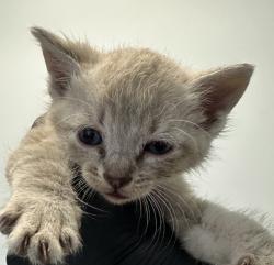Shelter Stray Male Cat last seen Airway Road, San Diego, CA, 92154, 5500 Gaines St, San Diego, CA 92110, USA