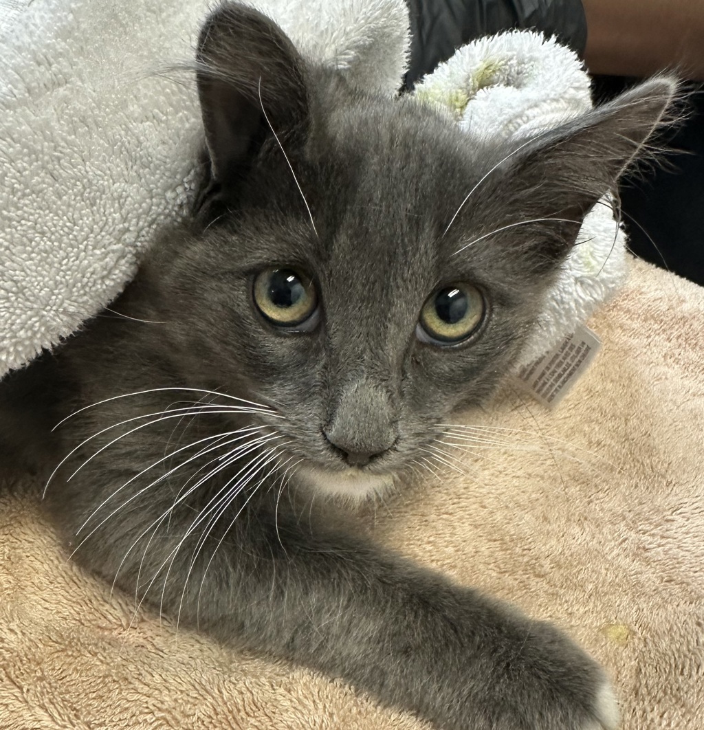 Shelter Stray Male Cat last seen Near Kensington Drive, San Diego, CA, 92116, 5500 Gaines St, San Diego, CA 92110, USA