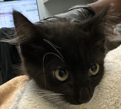 Shelter Stray Female Cat last seen Near Kensington Drive, San Diego, CA, 92116, 5500 Gaines St, San Diego, CA 92110, USA