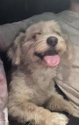 Found/Stray Male Dog last seen Near highway and Kern Fraint canal, CA-180, CA 93657