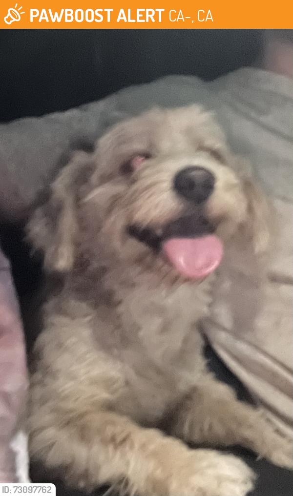 Found/Stray Male Dog last seen Near highway and Kern Fraint canal, CA-180, CA 93657