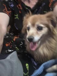Reunited Female Dog last seen Pequeno road, Albuquerque, NM 87107