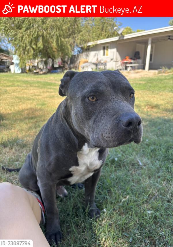 Lost Male Dog last seen rainbow and broadway, Buckeye, AZ 85326