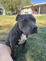 Lost Male Dog last seen rainbow and broadway, Buckeye, AZ 85326