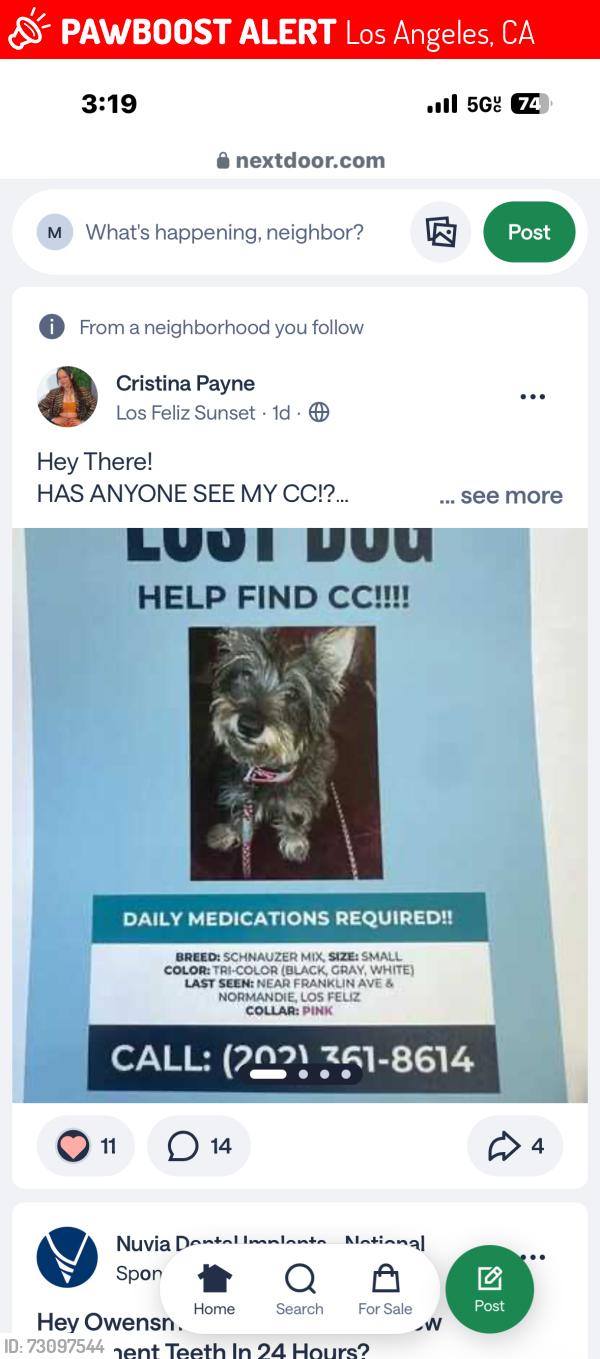Lost Female Dog last seen Los Angeles, Los Angeles, CA 90027
