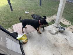 Found/Stray Male Dog last seen San Jose Street, Arlington, TX 76002