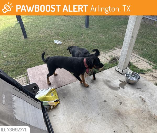 Found/Stray Male Dog last seen San Jose Street, Arlington, TX 76002