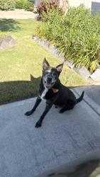 Found/Stray Male Dog last seen Near my homec, Houston, TX 77047