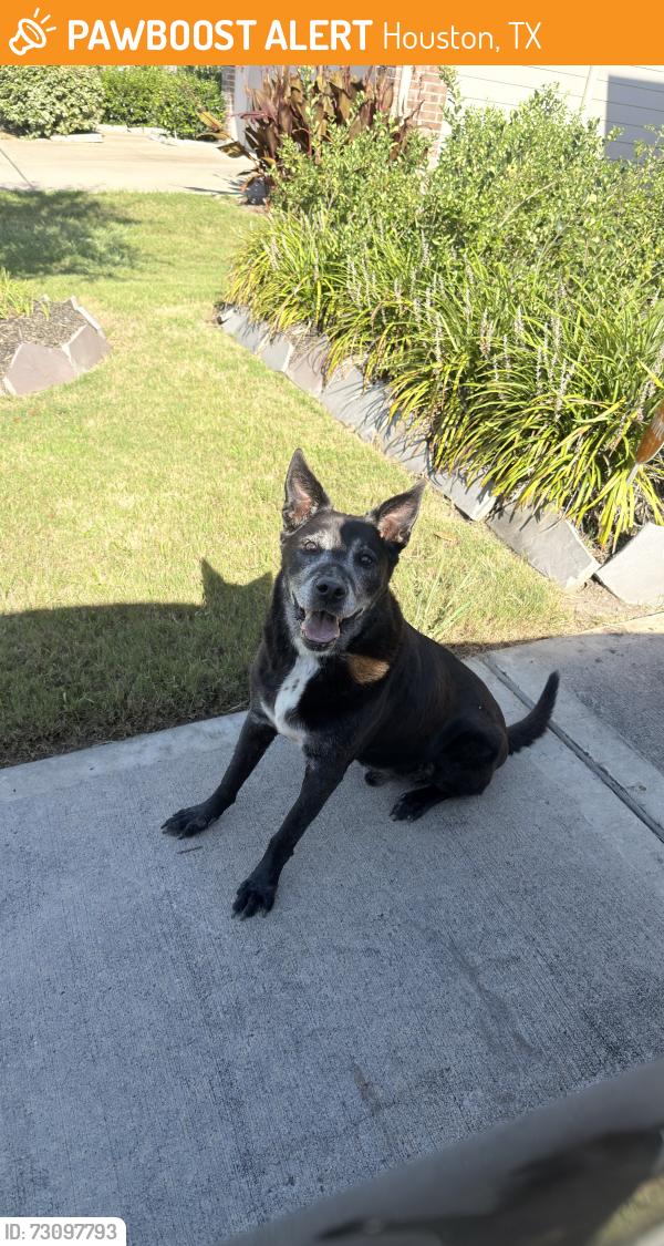 Found/Stray Male Dog last seen Near my homec, Houston, TX 77047