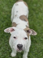 Reunited Female Dog last seen Near 7th st harvey la 70058, Harvey, LA 70058