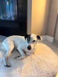 Lost Male Dog last seen Crestview in Van Meter, Van Meter, IA 50069