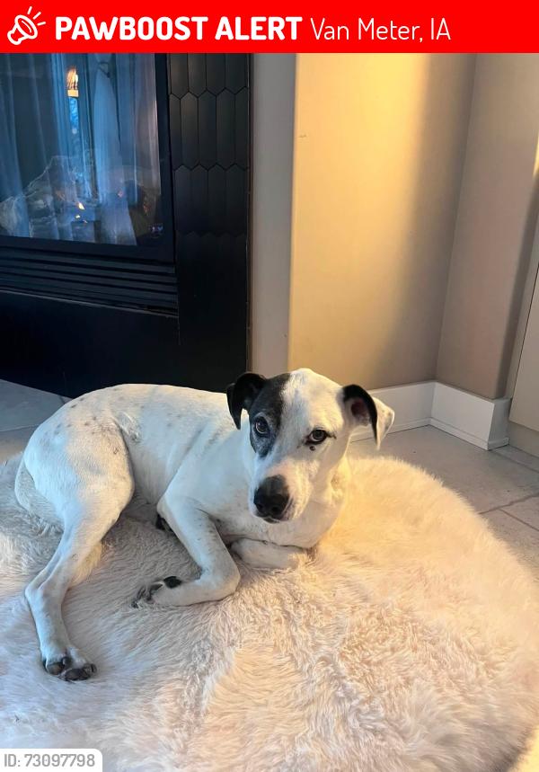 Lost Male Dog last seen Crestview in Van Meter, Van Meter, IA 50069
