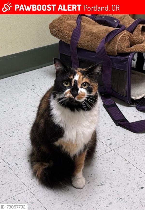 Lost Female Cat last seen se 18th ave & yukon st, Portland, OR 97202