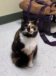 Lost Female Cat last seen se 18th ave & yukon st, Portland, OR 97202