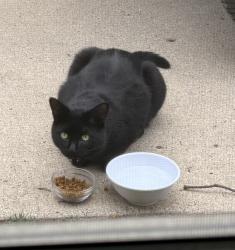 Found/Stray Unknown Cat last seen Mount Vernon Blvd. at 13 Mile, Royal Oak, MI 48073