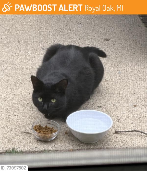 Found/Stray Unknown Cat last seen Mount Vernon Blvd. at 13 Mile, Royal Oak, MI 48073