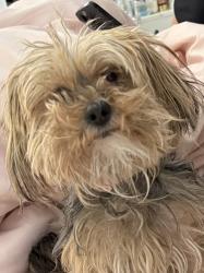 Reunited Female Dog last seen Near champagne flower st, North Las Vegas, NV 89031