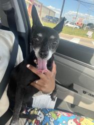 Reunited Female Dog last seen Tx, Houston, TX 77002