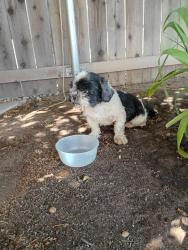 Reunited Unknown Dog last seen Middleton and Hollister, Phelan, CA 92371