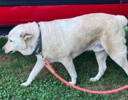 Lost Male Dog last seen Kernersville Rd/ Waughtown Rd near Ranch-O, Winston-Salem, NC 27107
