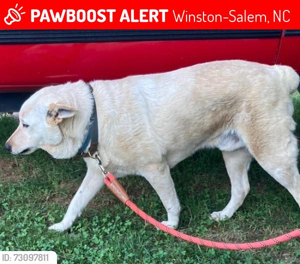 Lost Male Dog last seen Kernersville Rd/ Waughtown Rd near Ranch-O, Winston-Salem, NC 27107