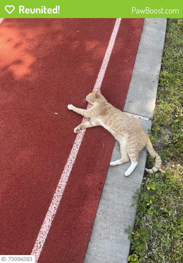 Reunited Unknown Cat last seen QH83+64, Houston, TX 77007, Houston, TX 77007