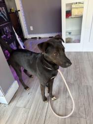 Reunited Male Dog last seen V.I.P. Grooming , Lithia Springs, GA 30122