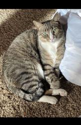 Reunited Male Cat last seen Near 42nd Ave S, Minneapolis, MN 55417, USA, Minneapolis, MN 55417