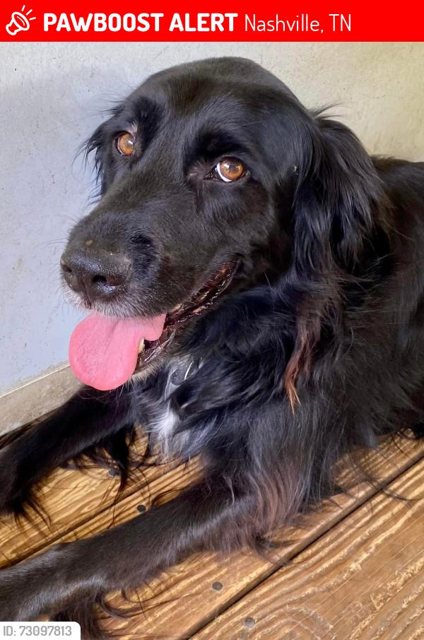 Lost Female Dog last seen 15th Street and Bryan Street, Nashville, TN 37138