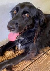 Lost Female Dog last seen 15th Street and Bryan Street, Nashville, TN 37138
