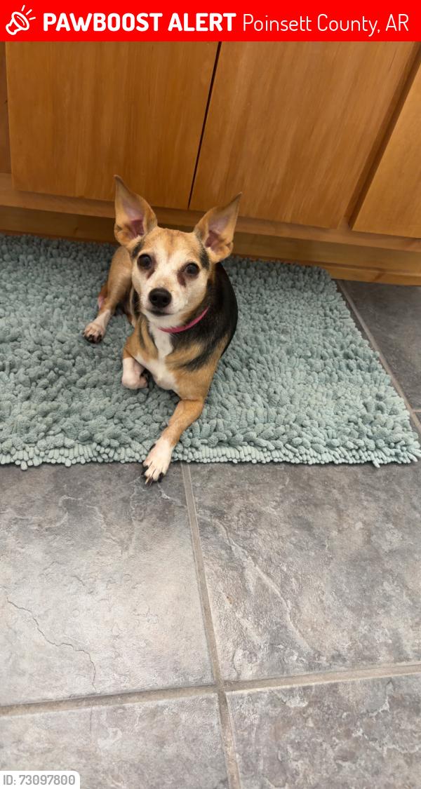 Lost Female Dog last seen Ridgewood lane Harrisburg, AR, Poinsett County, AR 72432