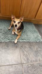 Lost Female Dog last seen Ridgewood lane Harrisburg, AR, Poinsett County, AR 72432