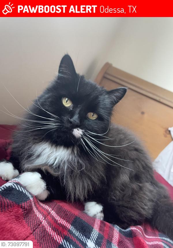 Lost Female Cat last seen Midland/Odessa RV Park, Odessa, TX 79765