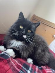 Lost Female Cat last seen Midland/Odessa RV Park, Odessa, TX 79765