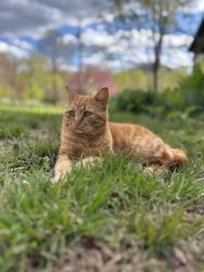 Lost Female Cat last seen W 6th street, Front Royal, VA 22630