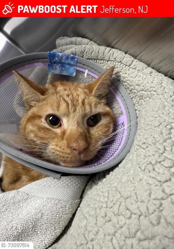 Lost Male Cat last seen Botch Road, Oak Ridge/Jefferson , Jefferson, NJ 07438