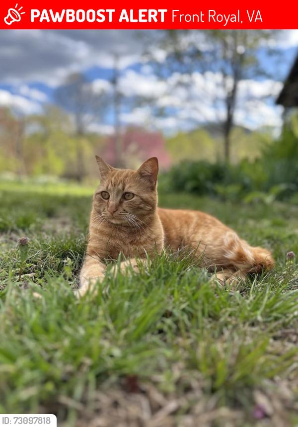 Lost Female Cat last seen W 6th street, Front Royal, VA 22630