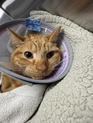 Lost Male Cat last seen Botch Road, Oak Ridge/Jefferson , Jefferson, NJ 07438