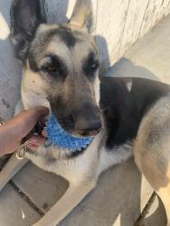Reunited Female Dog last seen Sutro ave near Waterloo road, Stockton, CA 95205