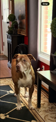 Reunited Male Dog last seen West Dublin Granville rd and Olentangy River Rd, Worthington, OH 43085