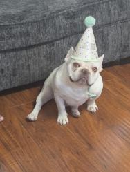 Lost Male Dog last seen Roselawn and South Ave., Modesto, CA 95351