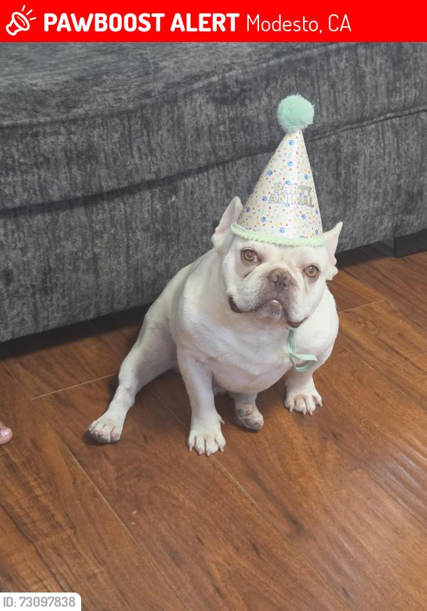 Lost Male Dog last seen Roselawn and South Ave., Modesto, CA 95351