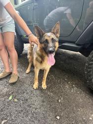 Reunited Female Dog last seen spackenkill high school, Poughkeepsie, NY 12601