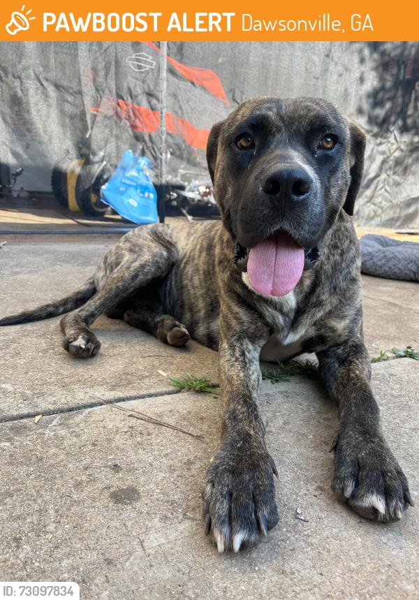 Found/Stray Male Dog last seen Near mill creek station neighborhood in dawsonville, Dawsonville, GA 30534