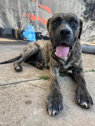 Found/Stray Male Dog last seen Near mill creek station neighborhood in dawsonville, Dawsonville, GA 30534